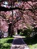 Cherry Trees 2